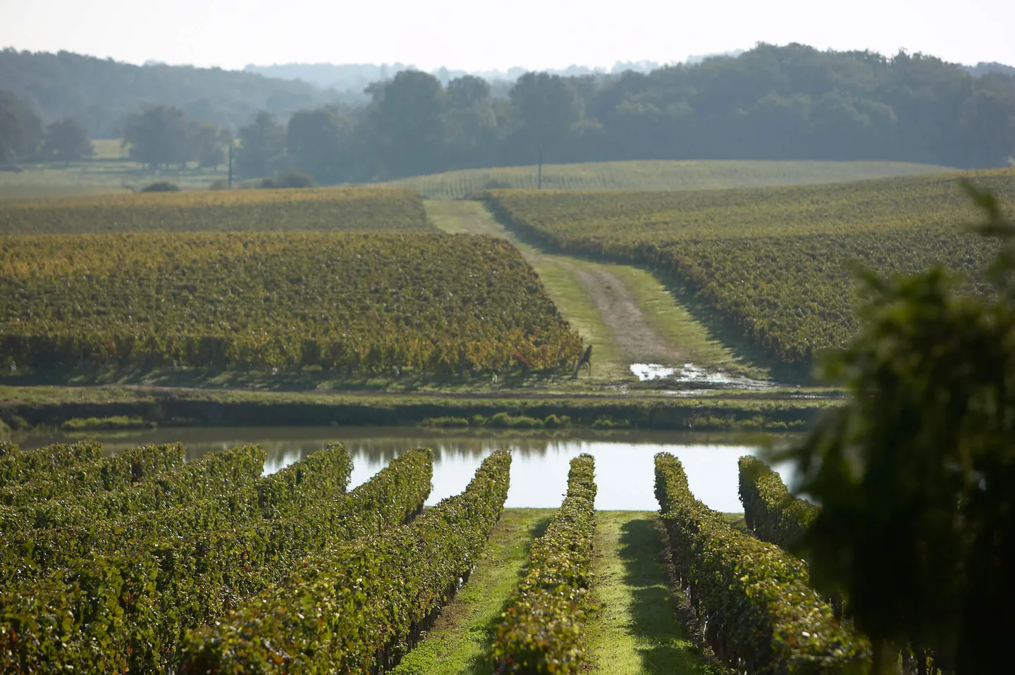 chateau-pey-la-tour-vignes-dourthe