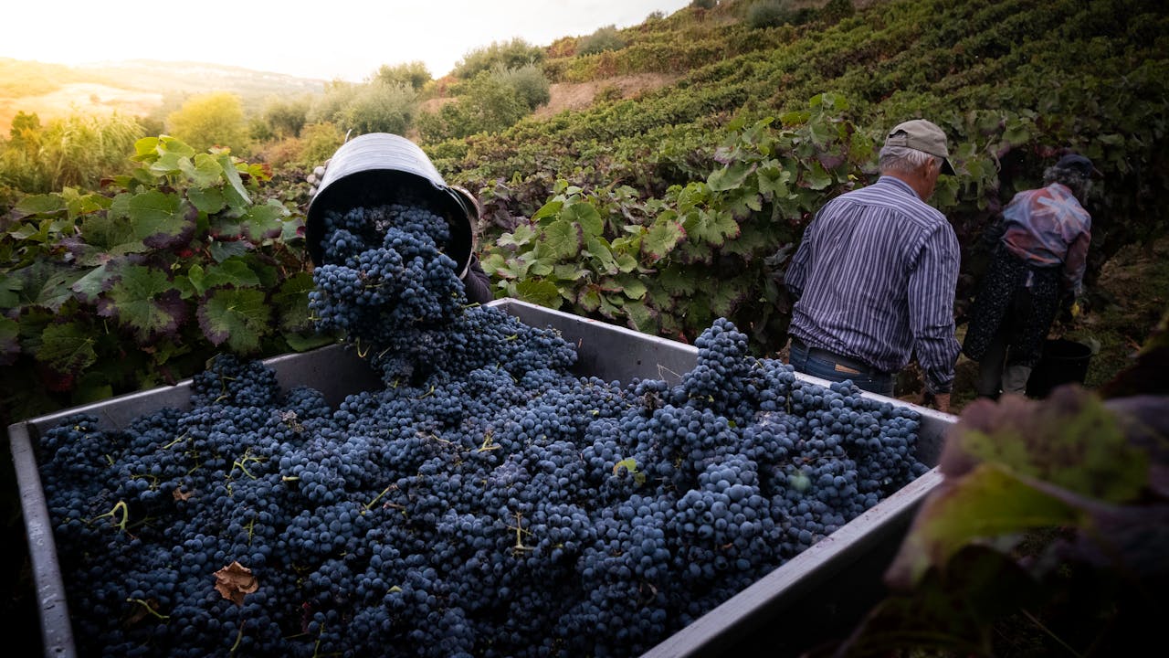 Weinlese beim Weingut Martin Waßmer