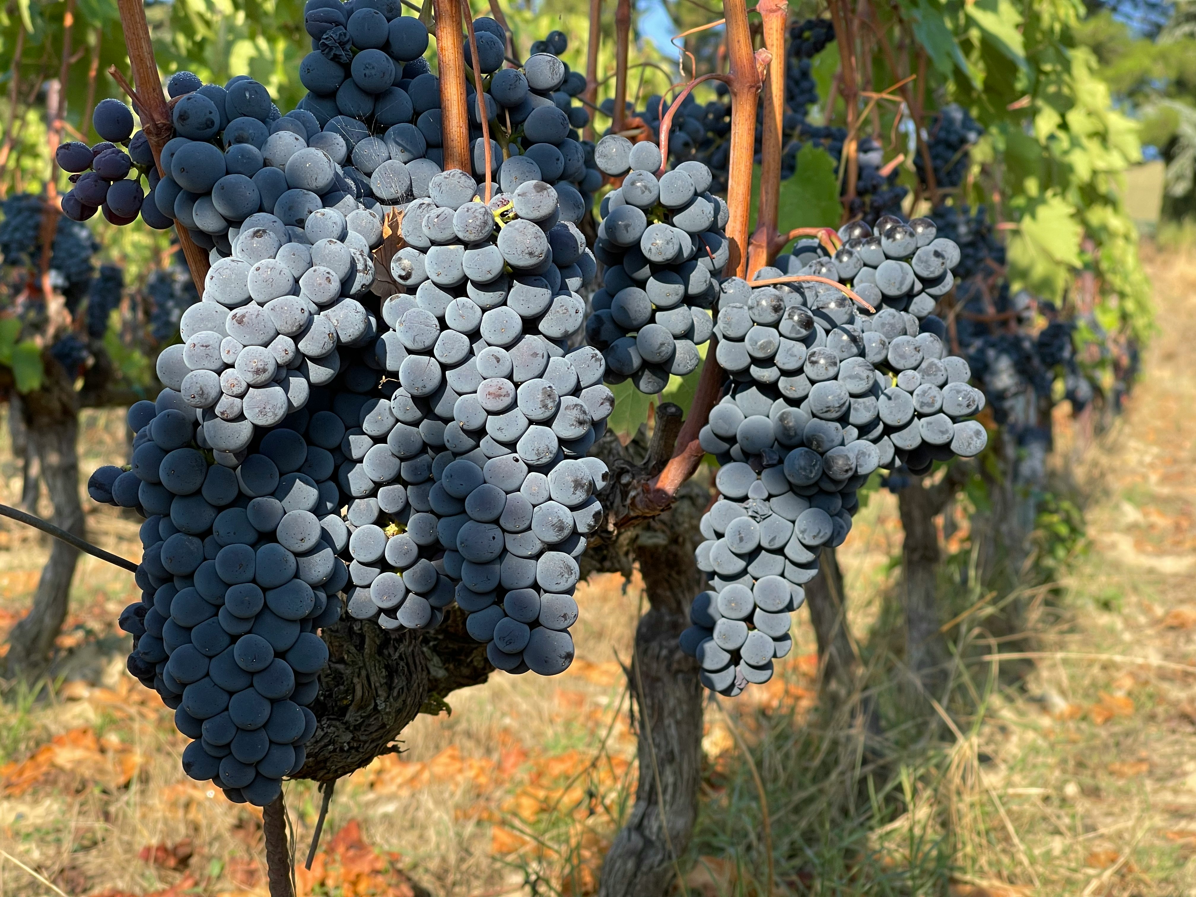 sangiovese-trauben