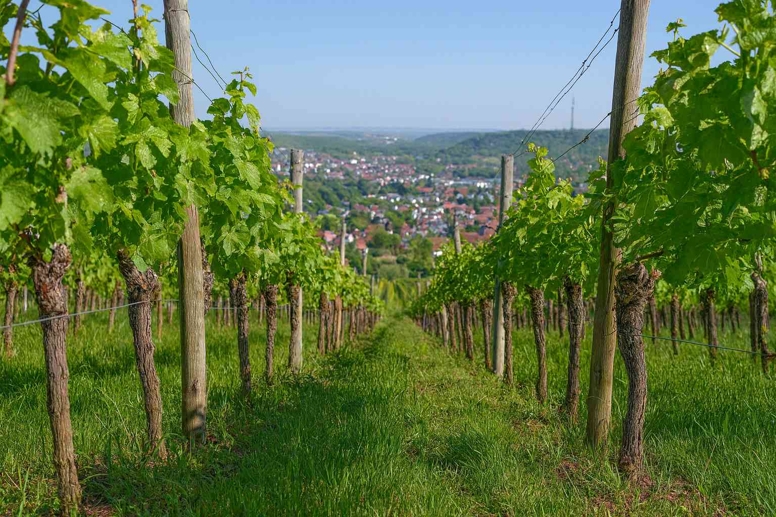 Genossenschaftskellerei Heilbronn Tal Ansicht