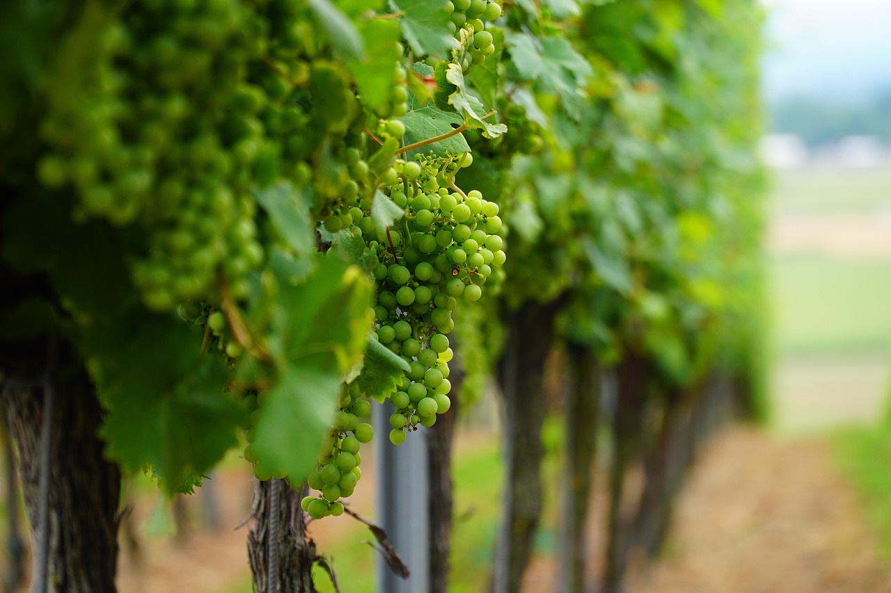 Weingut Martin Waßmer Grauburgunder Reben