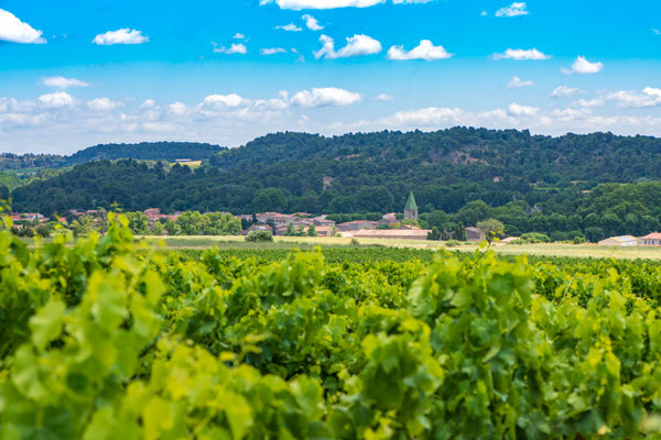 Vignes-de-Villegly