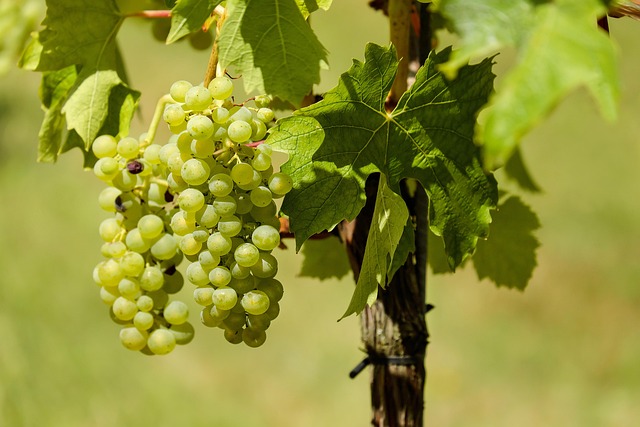 Pfaffenweiler Weinhaus Gutedel-Trauben