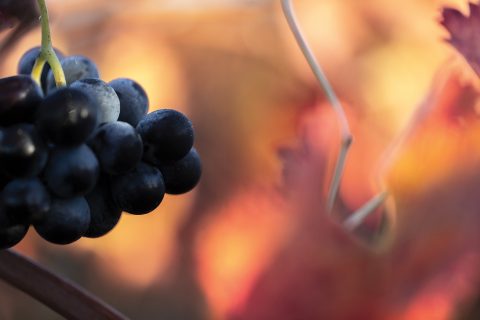 ChateauLauriga20-480x320