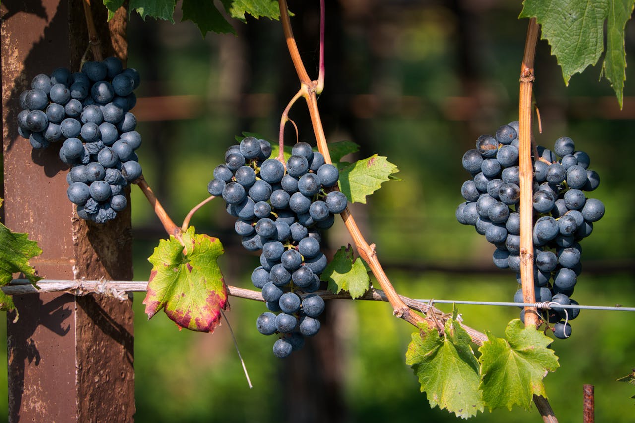 Primitivo Wein Reben