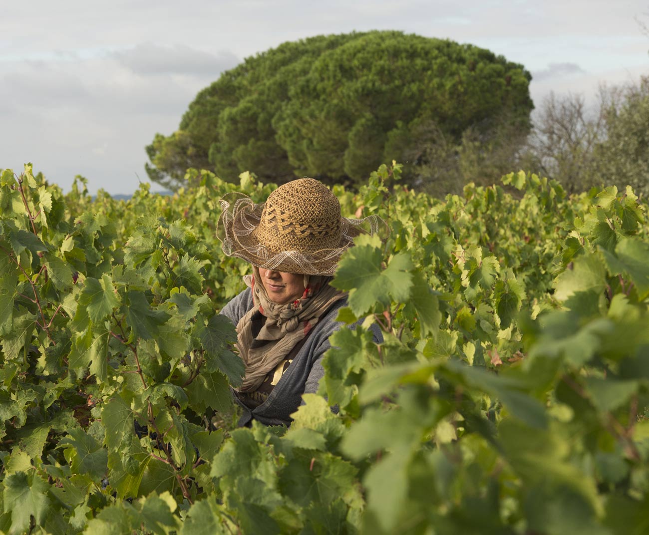 caumont-femme-au-chapeau-vendange-en-corbieres
