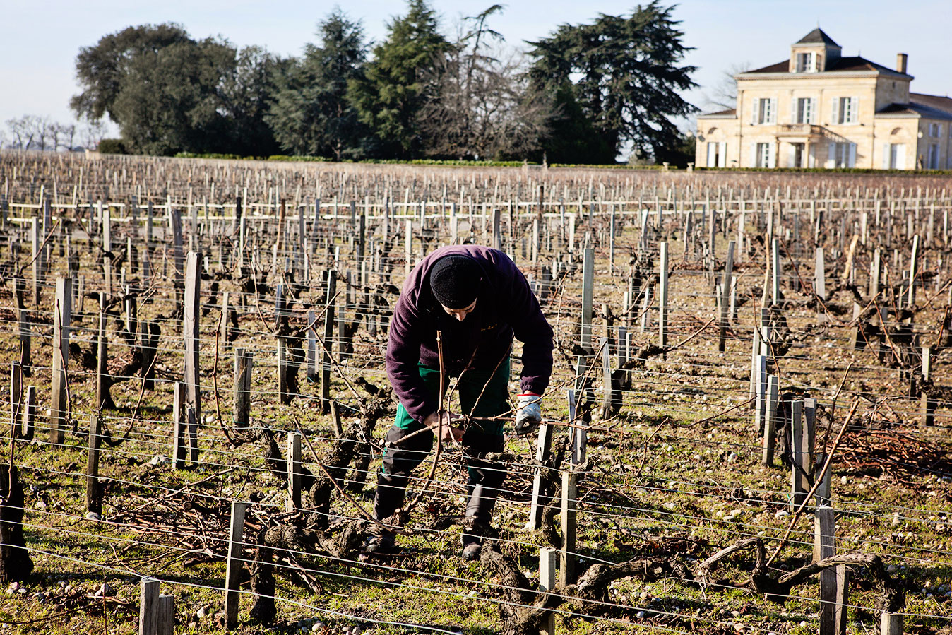 ouvrier-vigne-Montrose