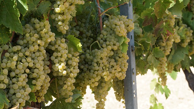 Weingut Bamberger Wein Reben