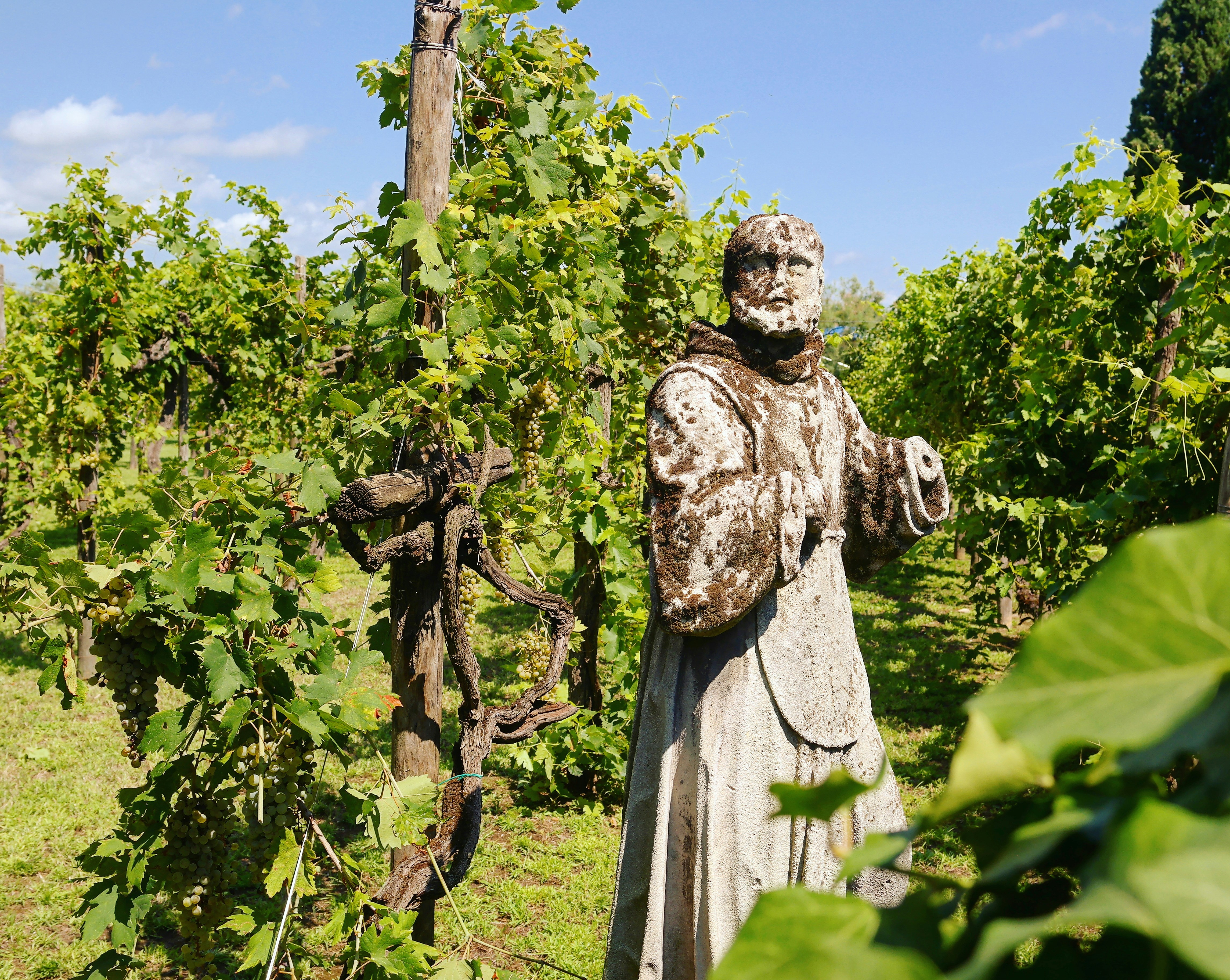 Rmer_Weinbau