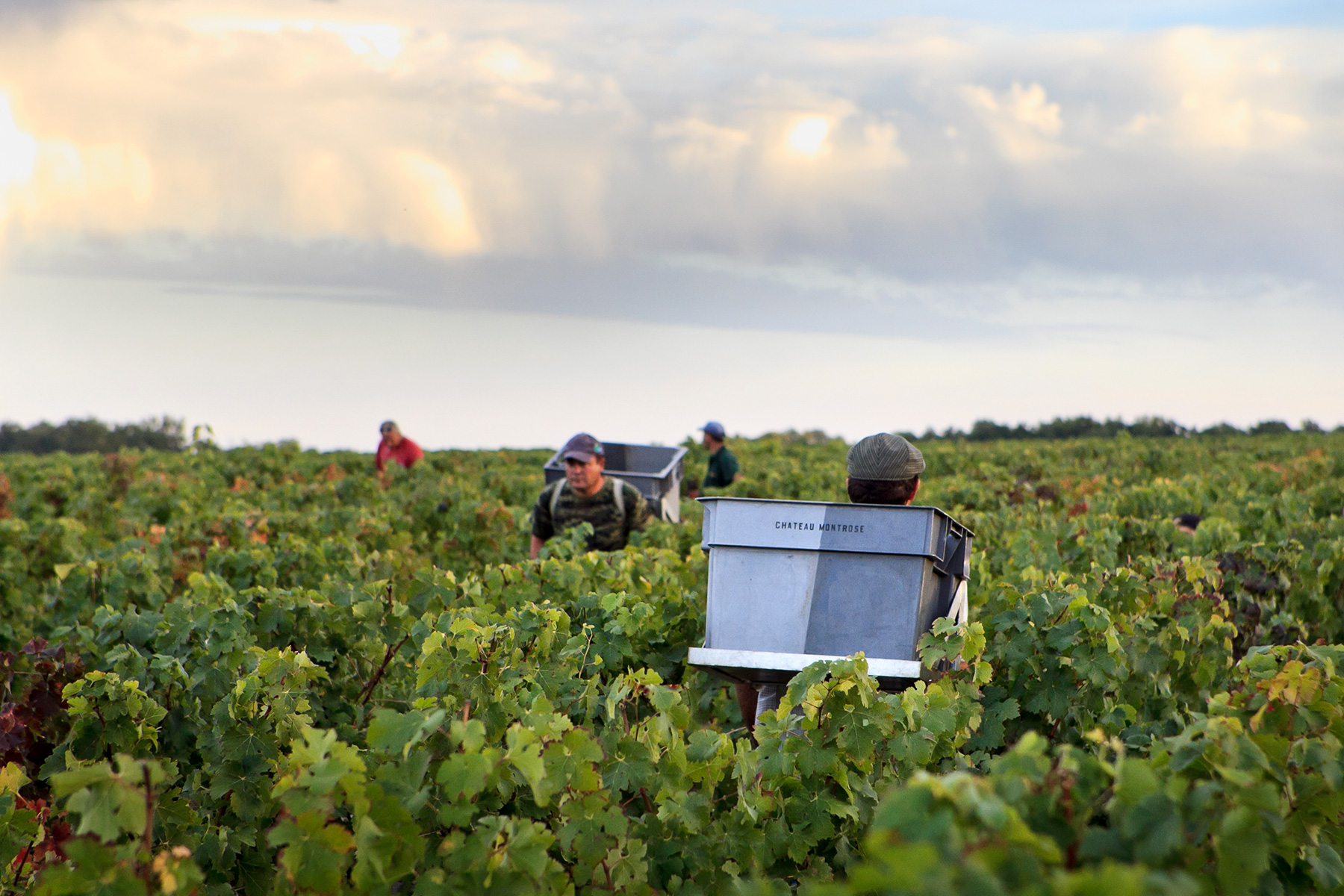 Vendanges-Montrose120