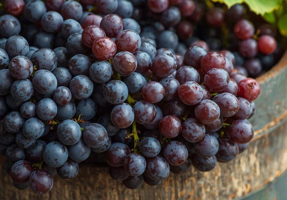 Trauben in Vorbereitung für Mazeration