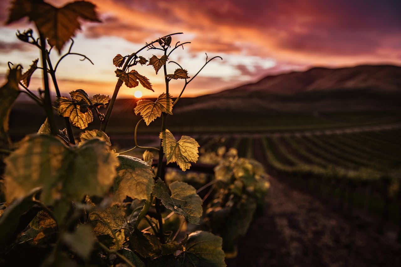 Weinberge Südtirol