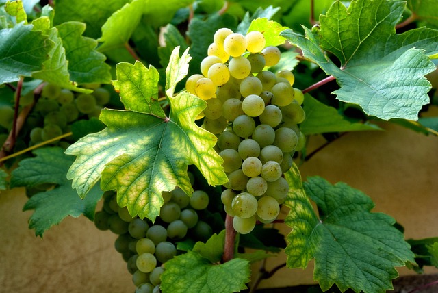 Silvaner Reben vom Weingut Lother