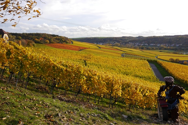 Weinberg Panorama Weingut Lother