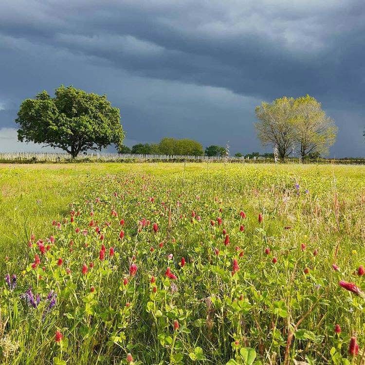 Fontenille-vignoble-patrimoine-1