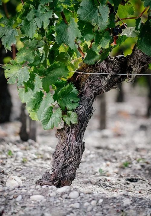 pied-de-vigne-2-500x714