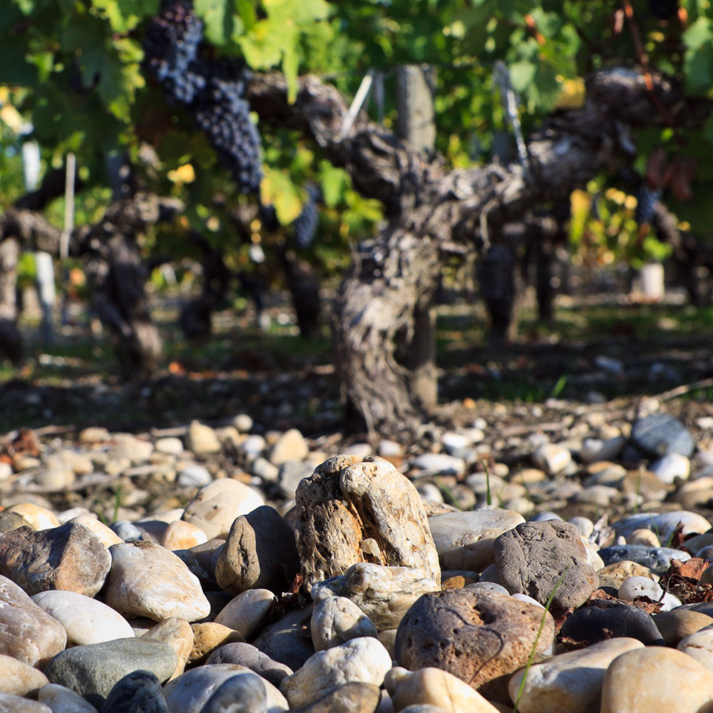 Vendanges-Montrose164-Herv-Fabre