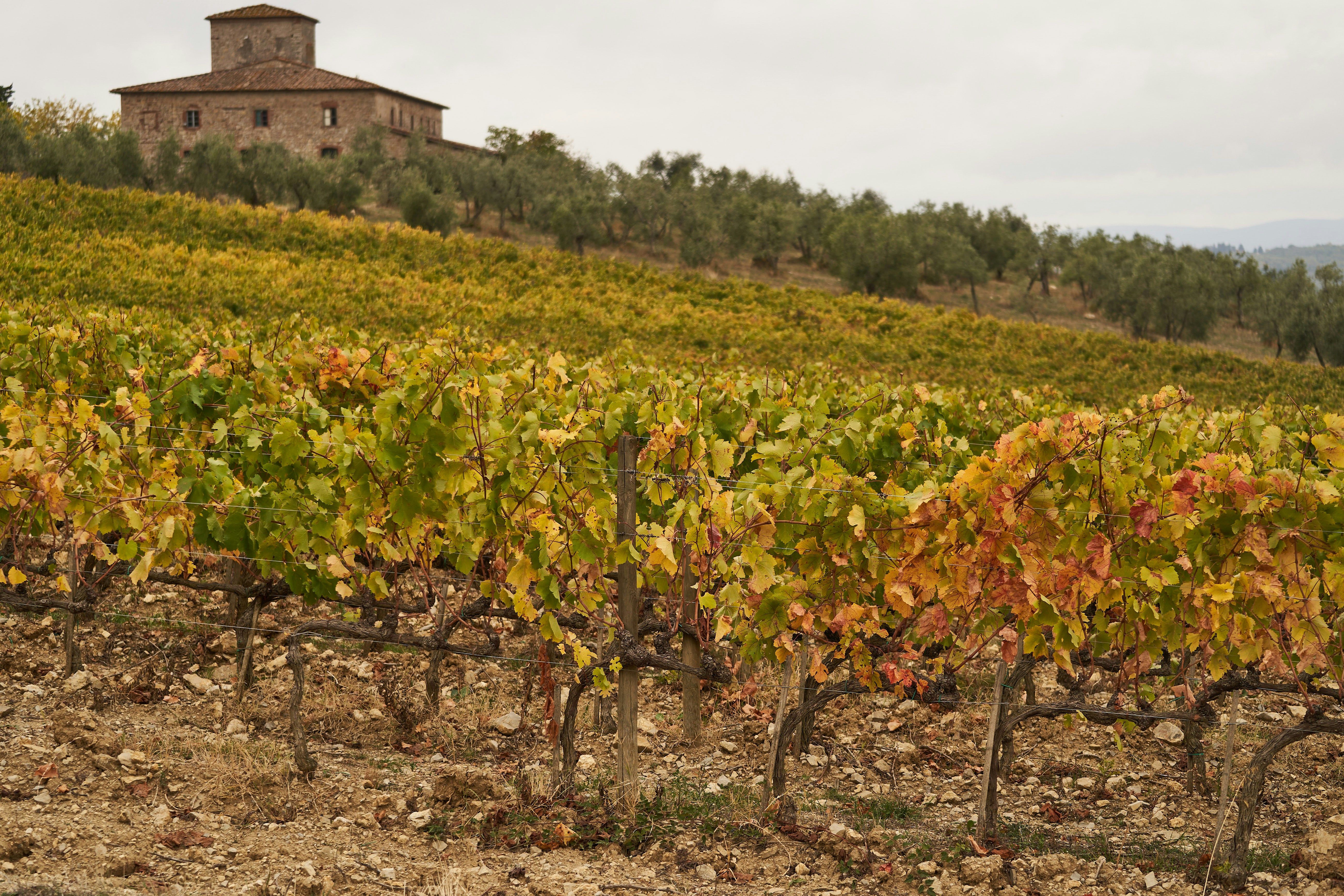 rebstcke spanien