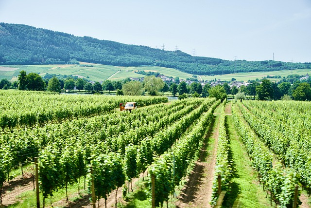 Weingut Carl Loewen Wein Reben