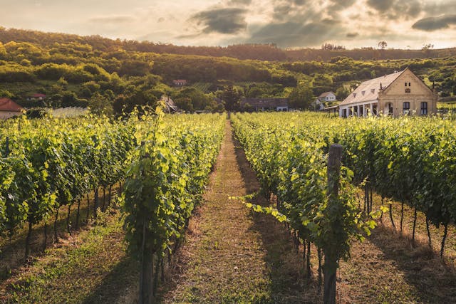 Weingut Bickelmaier Weinreben