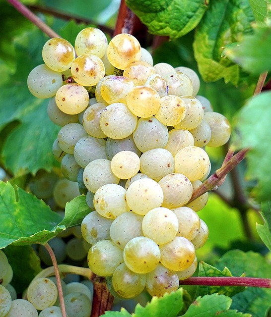 Bacchus-Reben Weingut Lother