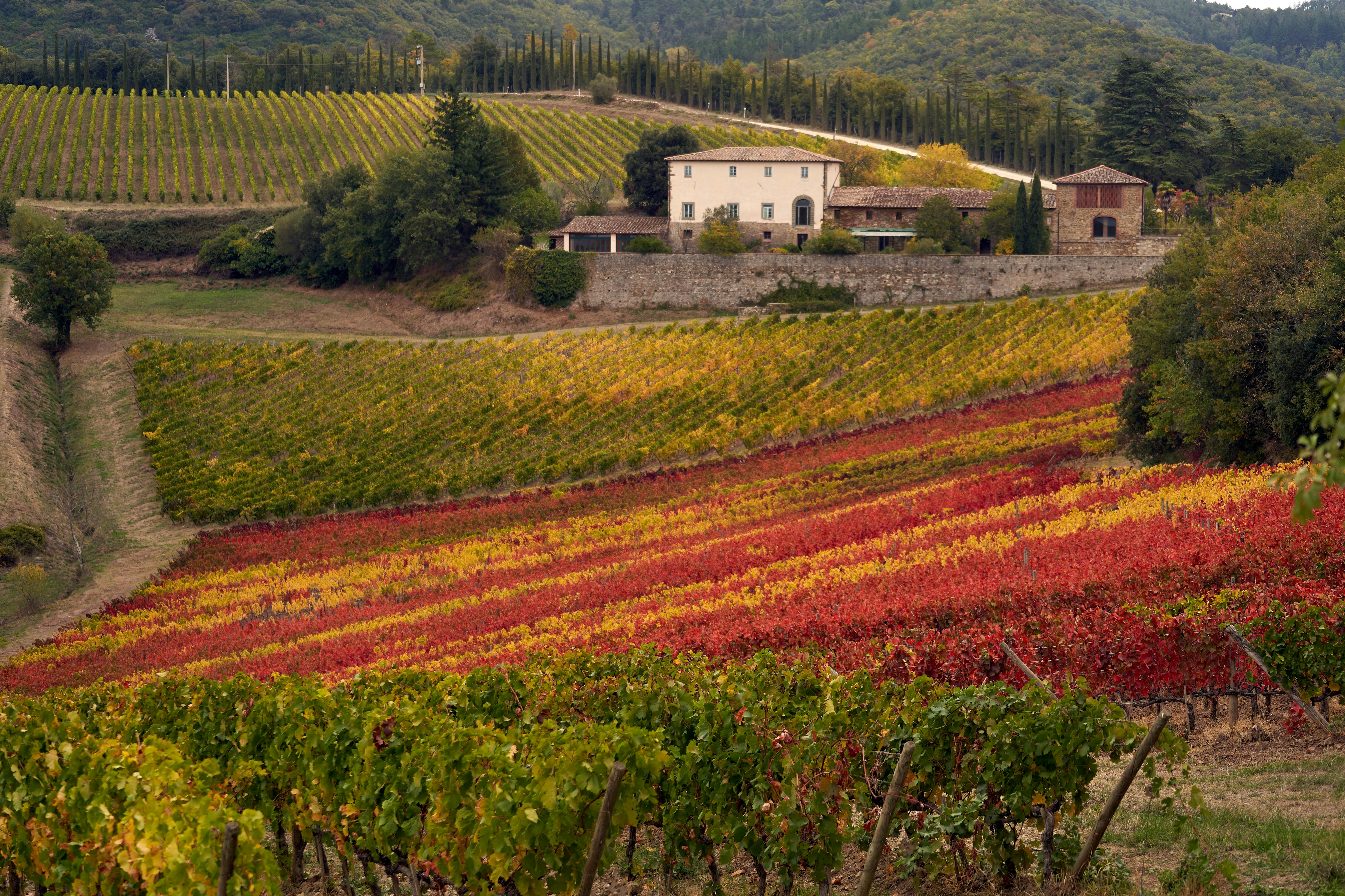 wein-reben-spanien