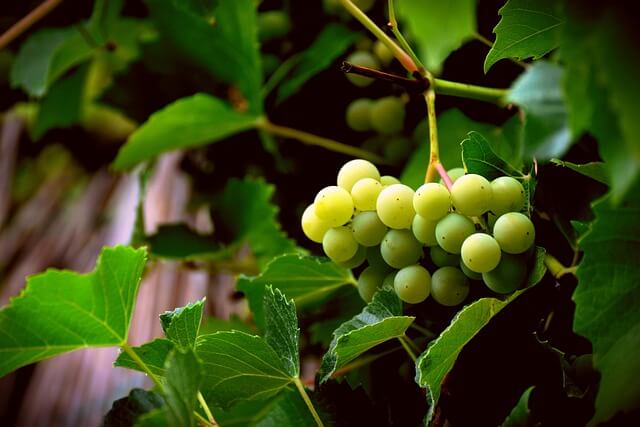 Weintrauben fr Retsina Wein
