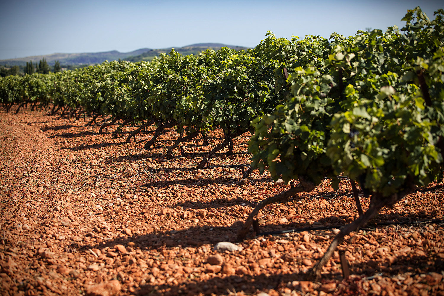 Chateau-des-Cres-Ricards-vignoble-2