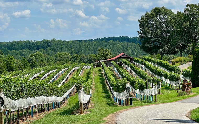 weinberg-in-schoener-gruener-landschaft