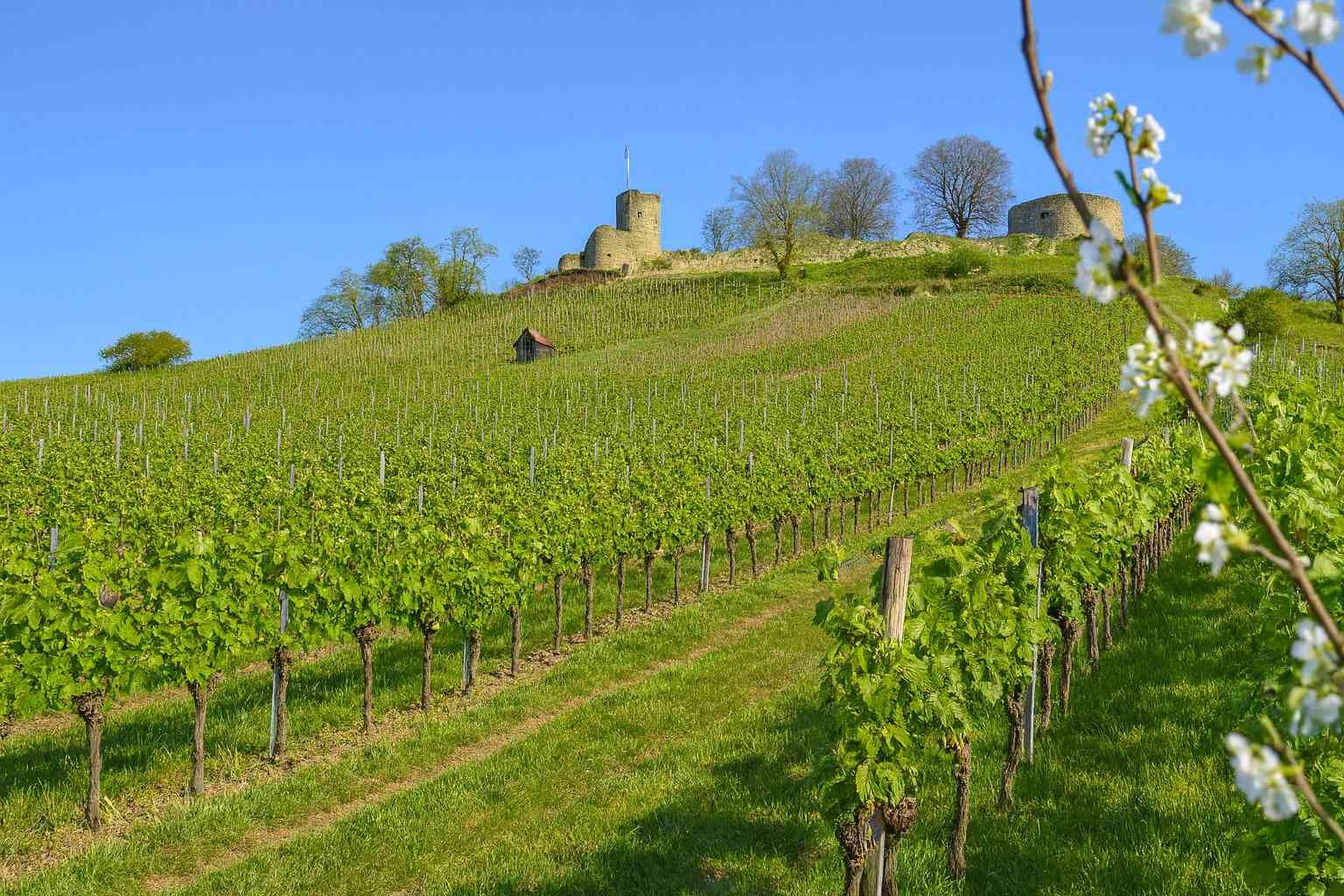 Genossenschaftskellerei Heilbronn Weinberg mit Burg