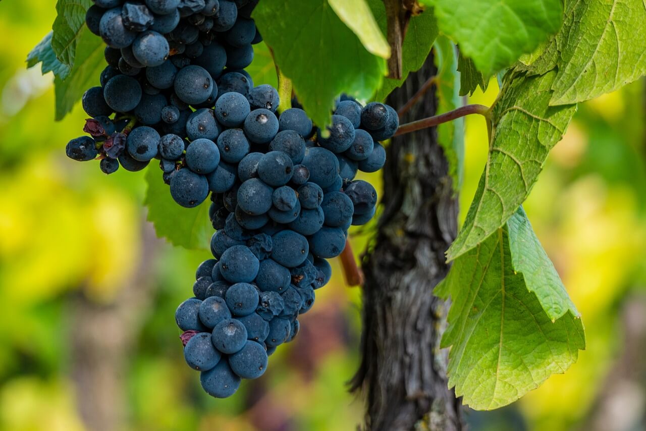 Spätburgunder Reben vom Weingut Martin Waßmer